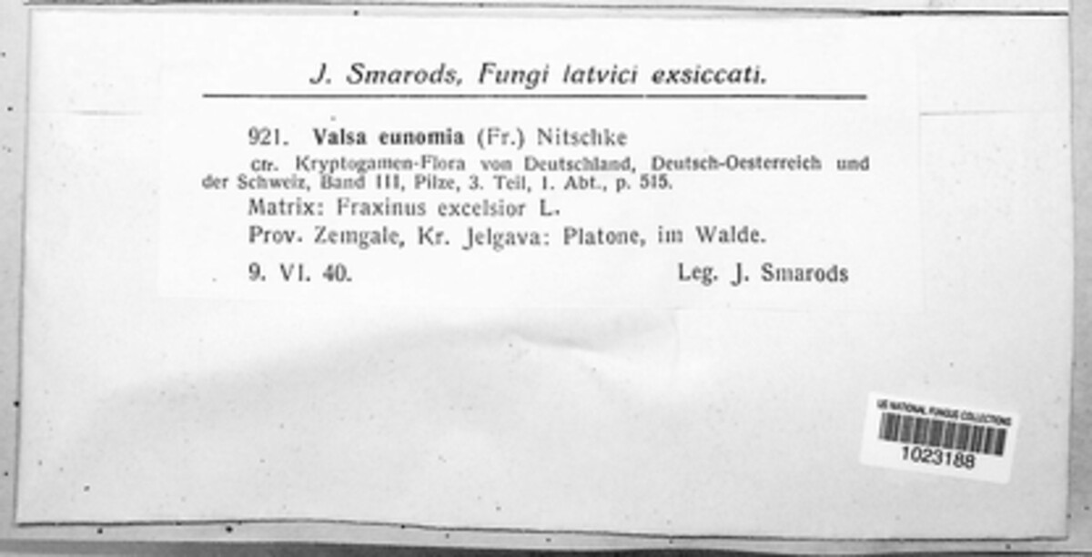 Cryptosphaeria eunomia image